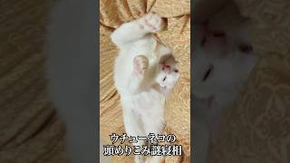 ウチューネコ、あたまめりこみ謎寝相 #cat  #猫  #ねこ  #保護猫  #shorts  #猫のいる暮らし
