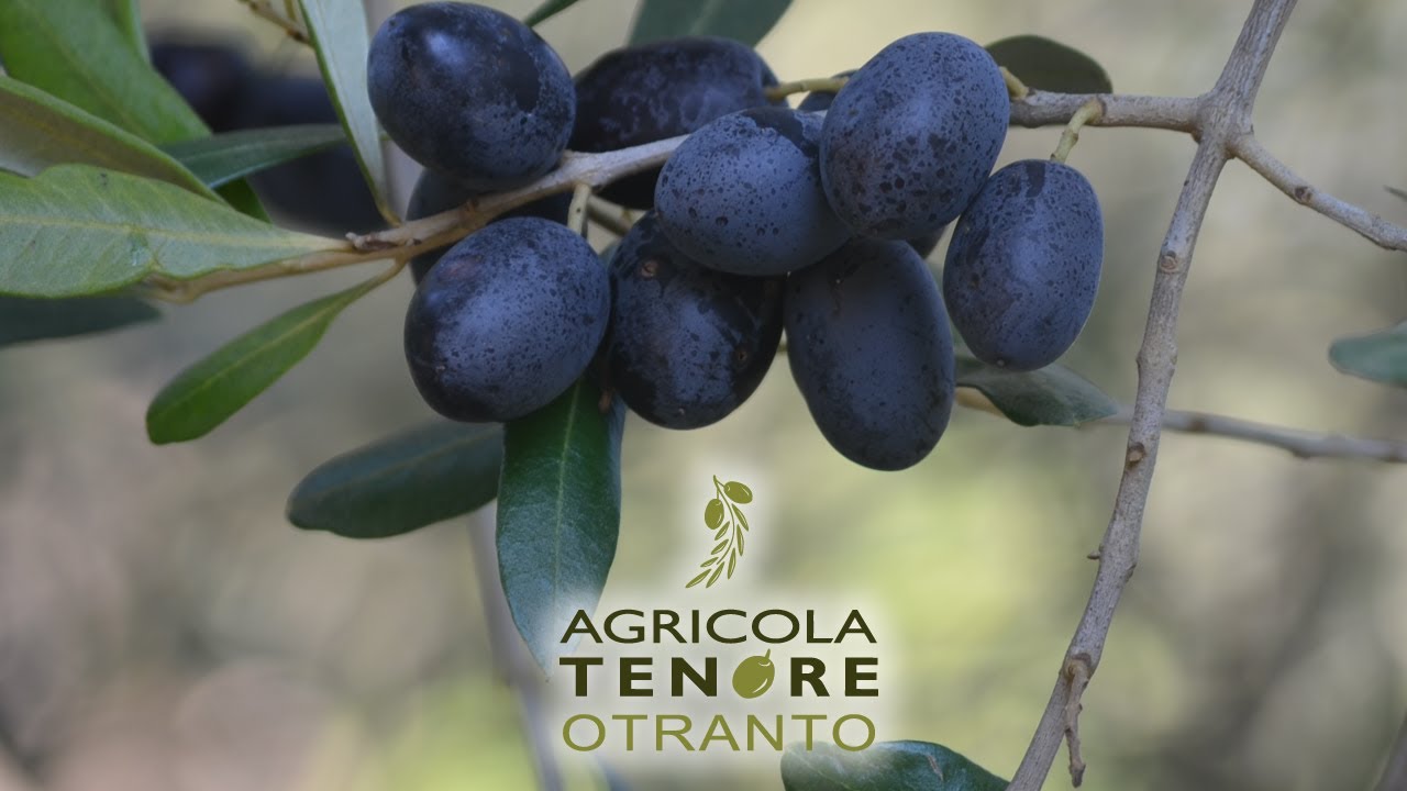 Agricola Tenore - Otranto | InOnda WebTv