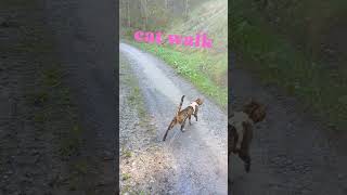 #bengals #cat #catwalk #bengalcat #liechtenstein #steg #nala&amp;kirin