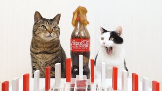 Katten en Mentos cola Domino