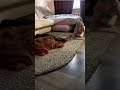 Best Friends 4ever! #GifsWithSound #Gifs #memes #love #friendsforever #doglove