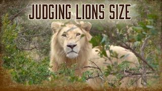 Judging A Mature Lions Size Hunting 5