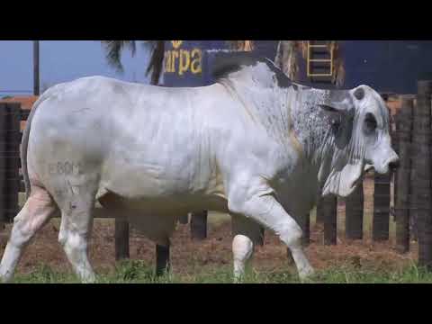 43º Mega Leilão Carpa Touros | LOTE 171 - 8217