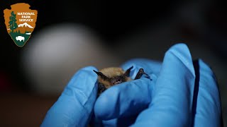 Outside Science (inside parks): Bats at Glen Canyon National Recreation Area (Audio Described)