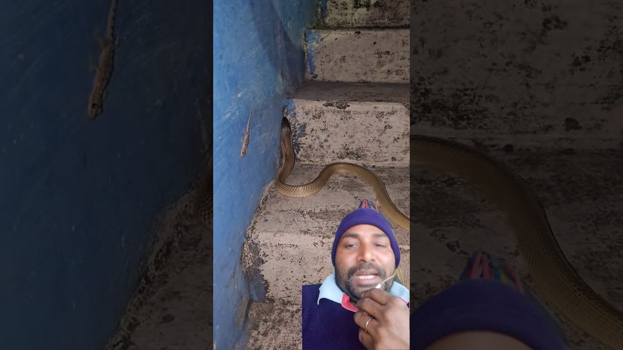 Aakhir yah Sar per Jeene mein छिपकली को क्यों पड़ रहा है