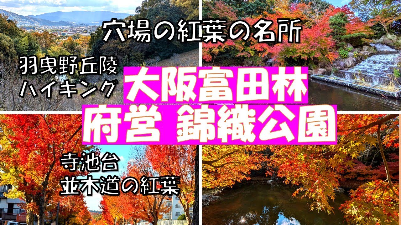 大阪富田林の穴場の紅葉【府営錦織公園】羽曳野丘陵の起伏をそのまま