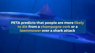 COM 311  PSA  Save the sharks  (facebook format)