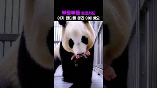 부들부들 떨면서도 아기를 챙긴 아이바오#아이바오출산