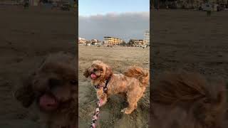 A beautiful sunny day at #babolsar #beach  With my niece Mehrbod and my dog pashmak #seabeach #dog