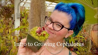 Intro to Growing Cephalotus; the Australian Pitcher Plant