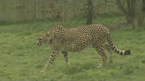 English File  Pre-intermediate third edition Revise and Check 9 & 10 Short Film