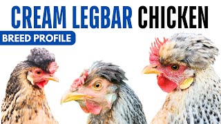 Cream Legbar Chicken Breed Profile History Health Issues - Cream Legbar Chicken Egg Ratio Lifespan