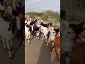 الماعز من الصحراء ترعى وتتجه إلى المنزل Viralvideo Animals Ghoat 