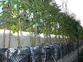 Выращивание саженцев инжира. Сезон 2017 (Growing seedlings of figs. Season 2017)