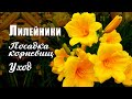 Лилейники. Посадка