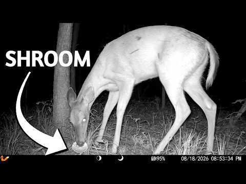 DON'T EAT the Wrong MUSHROOM! Trail Cam HIGHLIGHTS 9.3.26