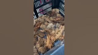 Cara Tanam Pokok Blueberry Dalam Bakul Sayur