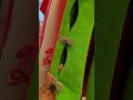 Green Jacket - #Jacket, #formaljacket, #greenJacket, #formaljacket, #shorts, beautifuljacket