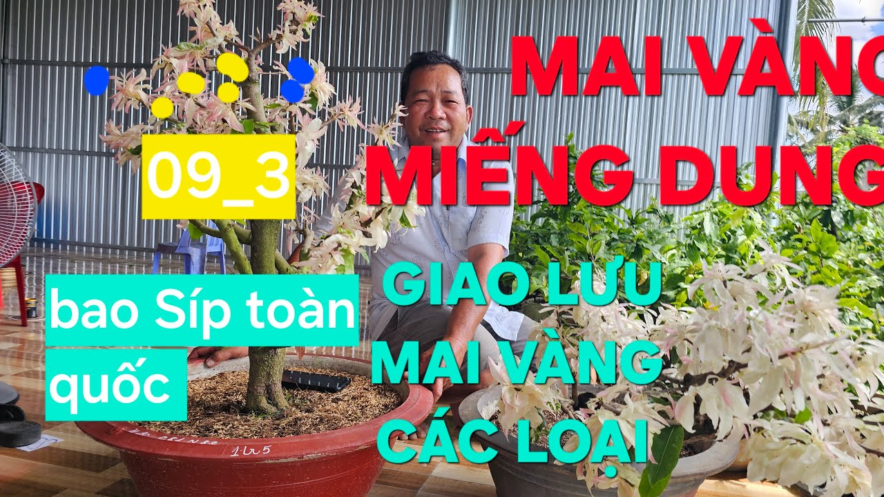 0366 048 123 MAI VÀNG MIẾNG DUNG GIAO LƯU MAI VÀNG CÁC LOẠI