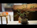 Indoor Bonsai Care: Challenges, Solutions, and Maintenance Tips