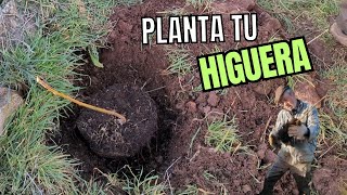 Cómo plantar HIGUERAS desde esqueje 🚜 by Fanmascotas 5,064 views 2 months ago 13 minutes, 45 seconds