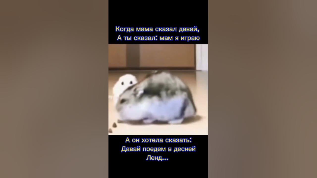 грустный хомяк #рекомендации #грустныйхомяк - YouTube