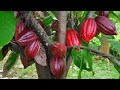 Information about Cocoa Cultivation  Manorama News - YouTube