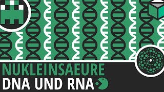 Nukleinsäuren DNA und RNA einfach erklärt│Biologie Lernvideo [Learning Level Up]