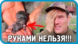 НЕЛЬЗЯ ТРОГАТЬ КРОЛЬЧАТ РУКАМИ! ВОТ ПОЧЕМУ... НЕЛЬЗЯ ТРОГАТЬ КРОЛЬЧАТ РУКАМИ! ВОТ ПОЧЕМУ...