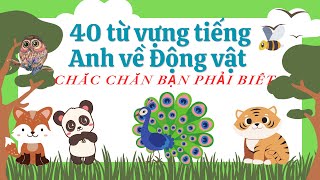 40 từ vựng tiếng Anh về động vật  chắc chắn bạn phải biết