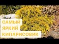 СОЛНЕЧНЫЙ КИПАРИСОВИК ФИЛИФЕРА АУРЕА НАНА / описание/ годовой прирост