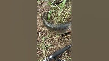 Câu được cá lóc đồng Bự ở Việt Nam shop đồ câu đại ngáo #shorts