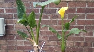 Let's talk cold hardy calla lilies!