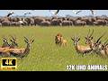 4K African Animals: The Vibrant Green Savannah - Amazing Collection of African Wildlife
