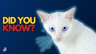 20 Amazing Cat Facts You (Probably) Didn't Know