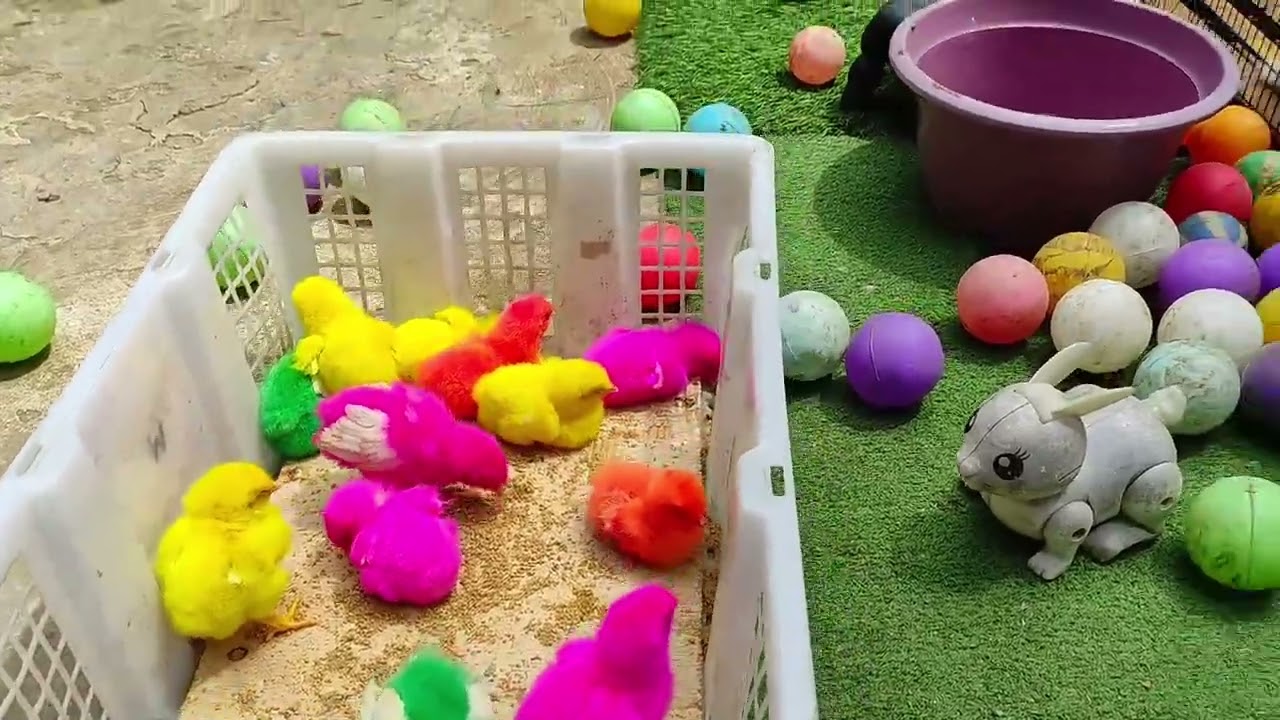 CUTE BUNNY PLAYING WITH COLORFUL BALLS AND CHICKS ||  BUNNY COLORFUL BALL ADVENTURE