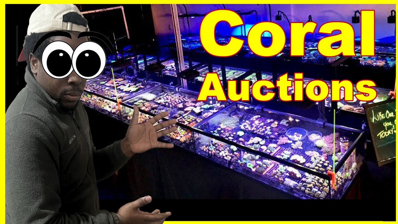 Unbelievable Finds from the Cheap Coral Auction Tour! YouTube