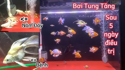 Khắc Phục Tình Trạng Cá Bệnh Nằm Đáy Sau 5 Ngày Bơi Tung Tăng - Cá Koi Chép Sư Tử Đều Dùng Được.