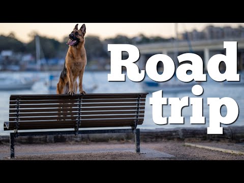 Traveling with a dog | Road trip with my German Shepherd