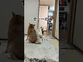 犬の雑学‼️犬のカキカキはストレスサイン?🤬‼️#息を合せて#シンクロ#本当に痒い時のカキカキより激しくて長いからわかりやすい#白柴と赤柴のストレス原因一位は運動(遊び)不足#柴犬#多頭飼い#dog