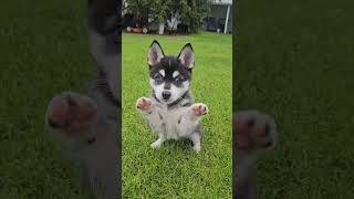 1st day with Kya the Klee Kai