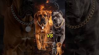 Fila Brasileiro Vs Cane corso. 😅🤣 #cachorro #filabrasileiro #canecorso #humor #comedia #pet #shorts