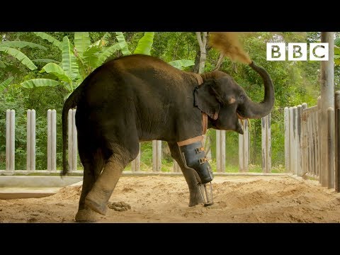 Happy elephant receives a new prosthetic leg 🐘 | Great Asian Railway Journeys - BBC