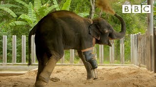 Happy elephant receives a new prosthetic leg 🐘 | Great Asian Railway Journeys - BBC