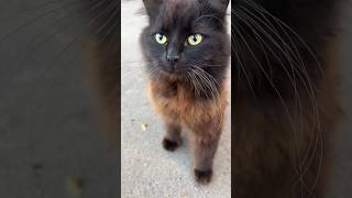Black Cats Very Hungry In The Streets