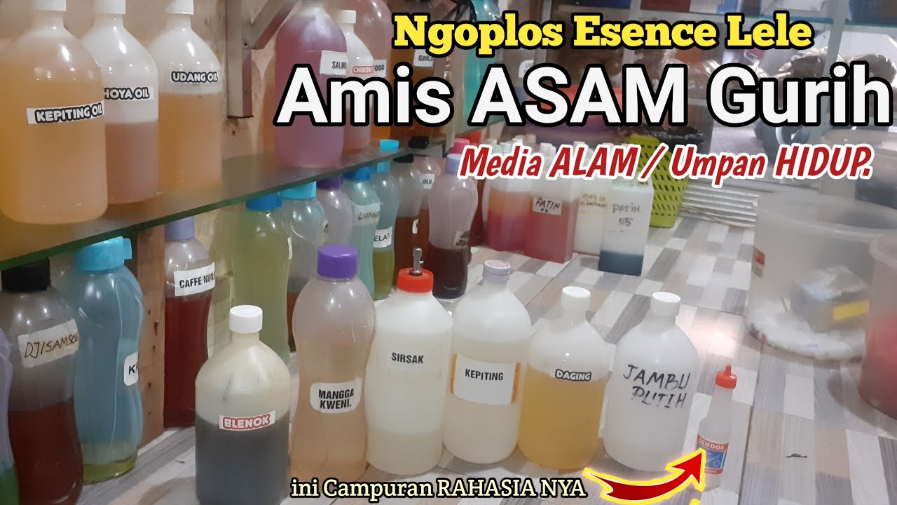 OPLOSAN ESEN LELE MEDIA ALAM 🔵 UMPAN HIDUP { Harian.Lomba.GALATAMA }