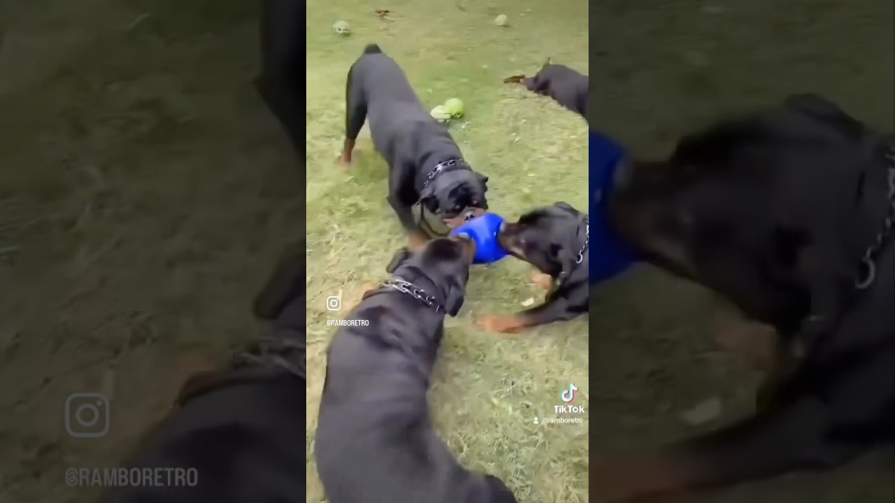 Raeraerenee711 He Is Very Loved And Spoiled I Promise Catlovers Cat Kitten - YouTube Auto PHP Script