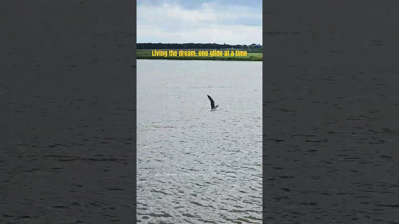 Meeuws: Born to dance in the sky. 