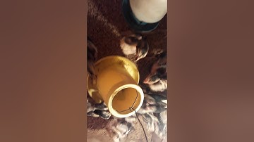 Tu me nyuam qaib lub caij ntuj no qaib nyab laj