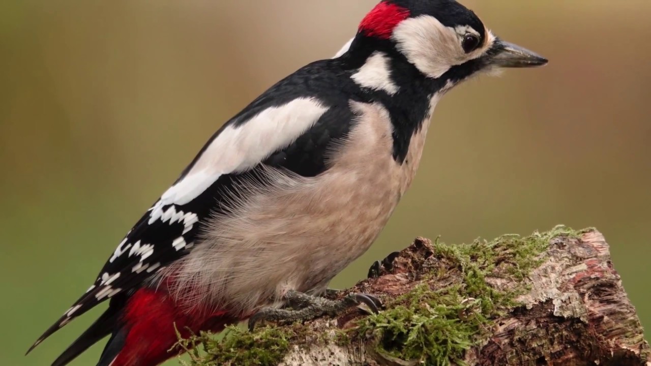 SONY RX10 IV Photographing Great Spotted Woodpecker YouTube